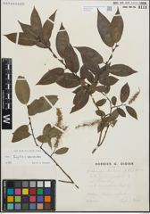 Foto von Salix fragilis L. x Salix pentandra L.